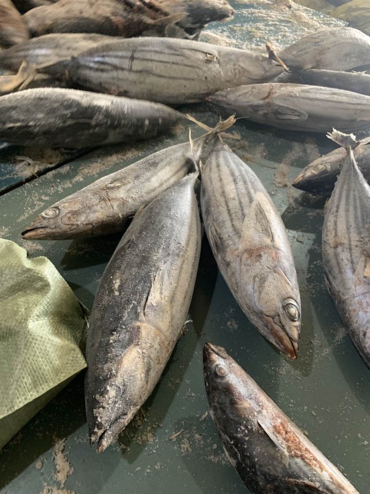 冷冻食品加工与批发 从西瓜皮鱼到灯光海产品的市场机遇