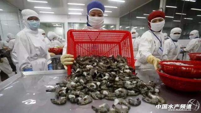 加拿大零售虾产品惊现“超级细菌”，加工厂感染疑为源头