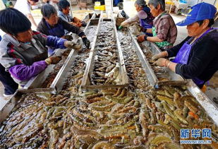 河北乐亭 海参丰收季，品质与销售双赢